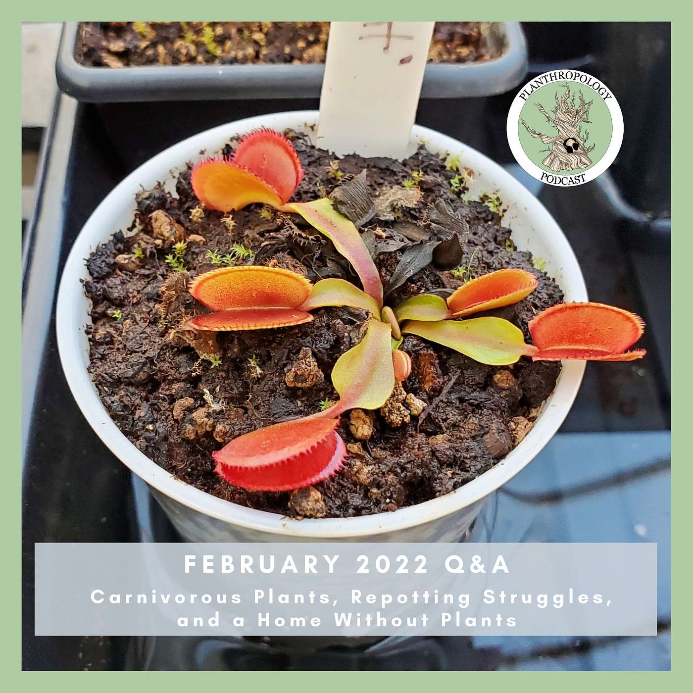 73. Carnivorous Plants, Repotting Struggles, and a Home Without Plants- February Q&A