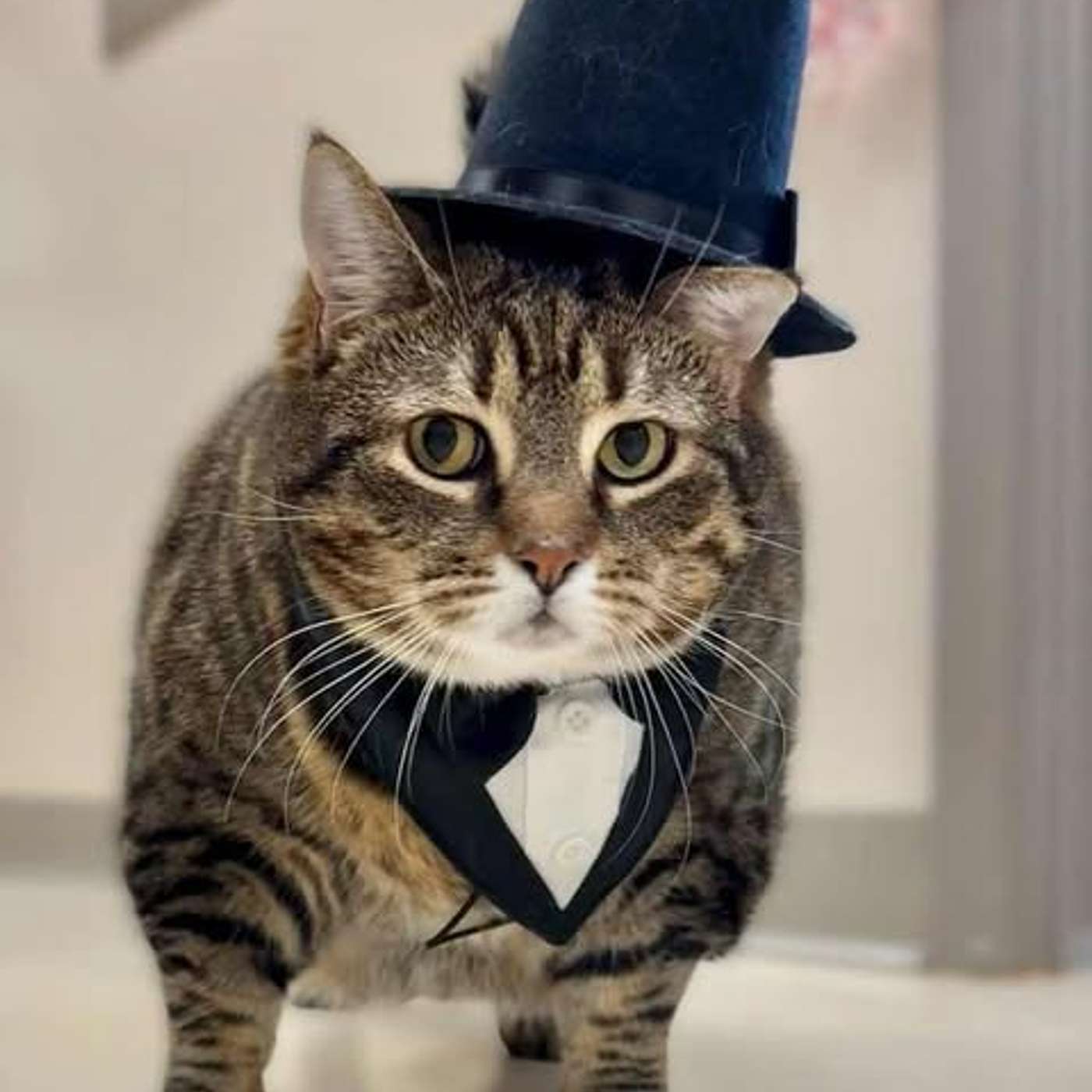 Let's learn more about Marcell and Aspen in our POP-PAW-RAZZI!