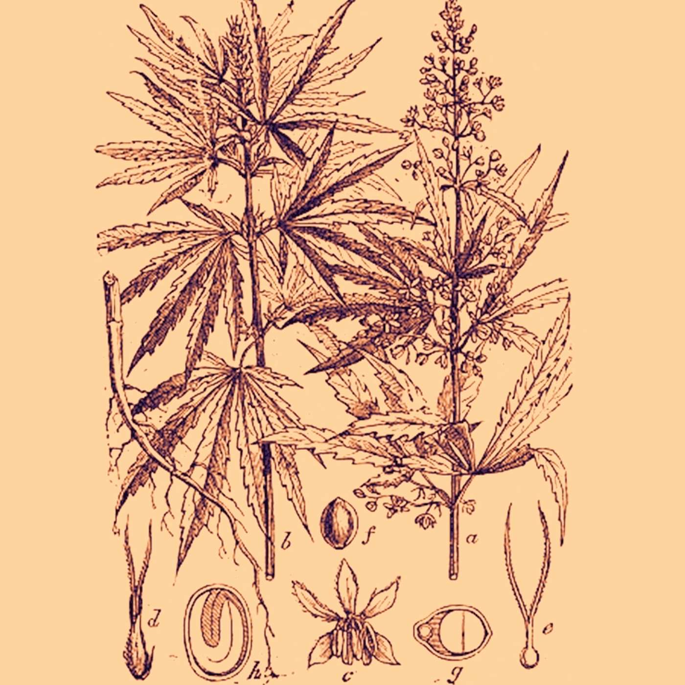 #116: The Origins of the War on Cannabis