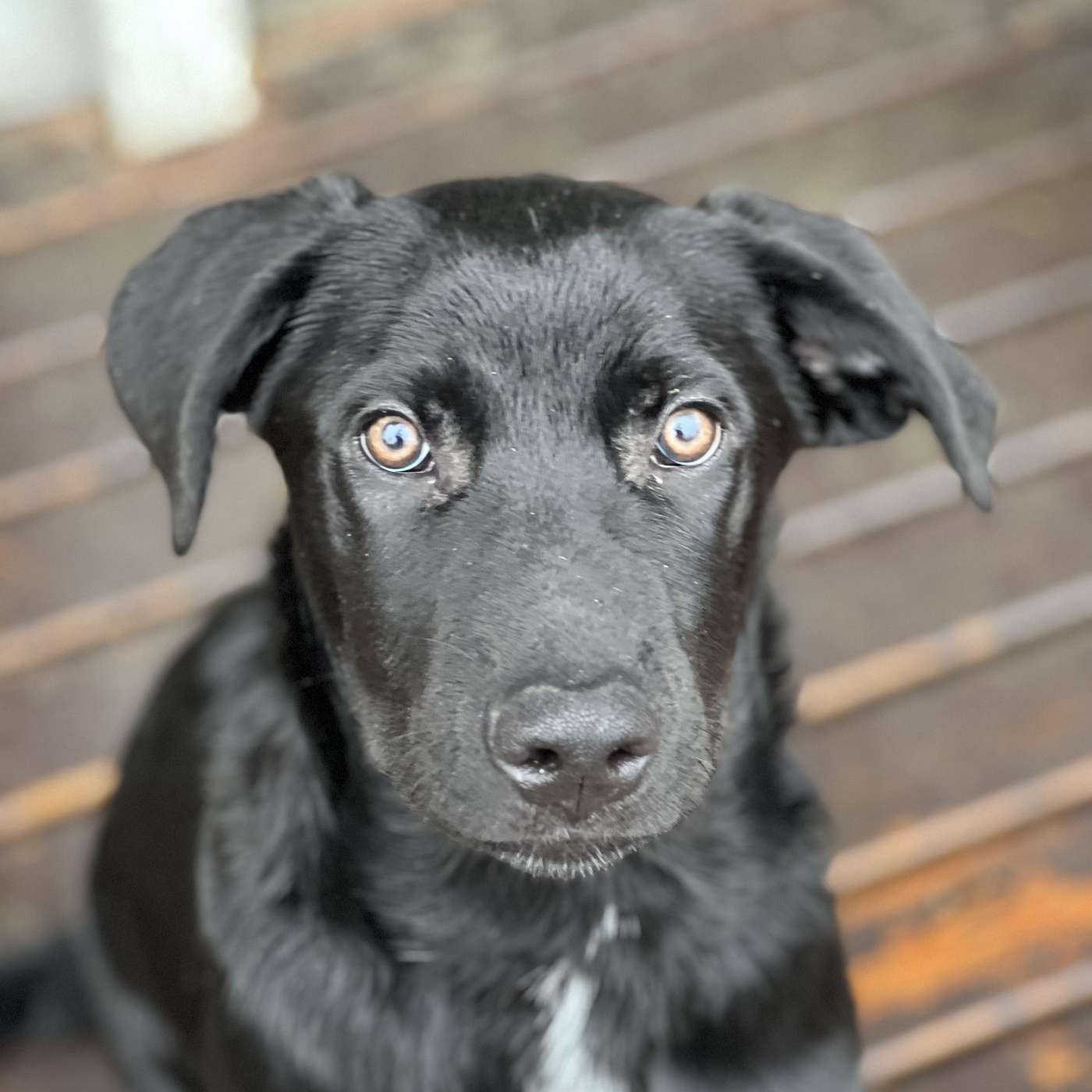 E10- The One About Surrendering Your Pets E10- The One About Surrendering Your Pets