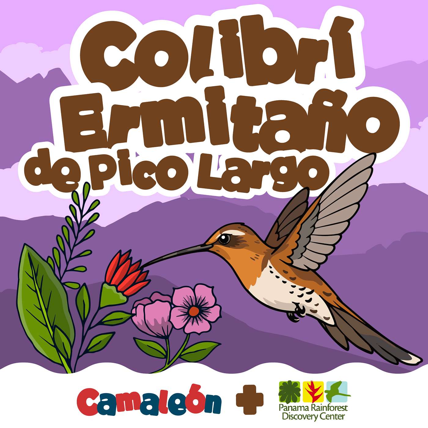 Colibrí Ermitaño de Pico Largo episode artwork