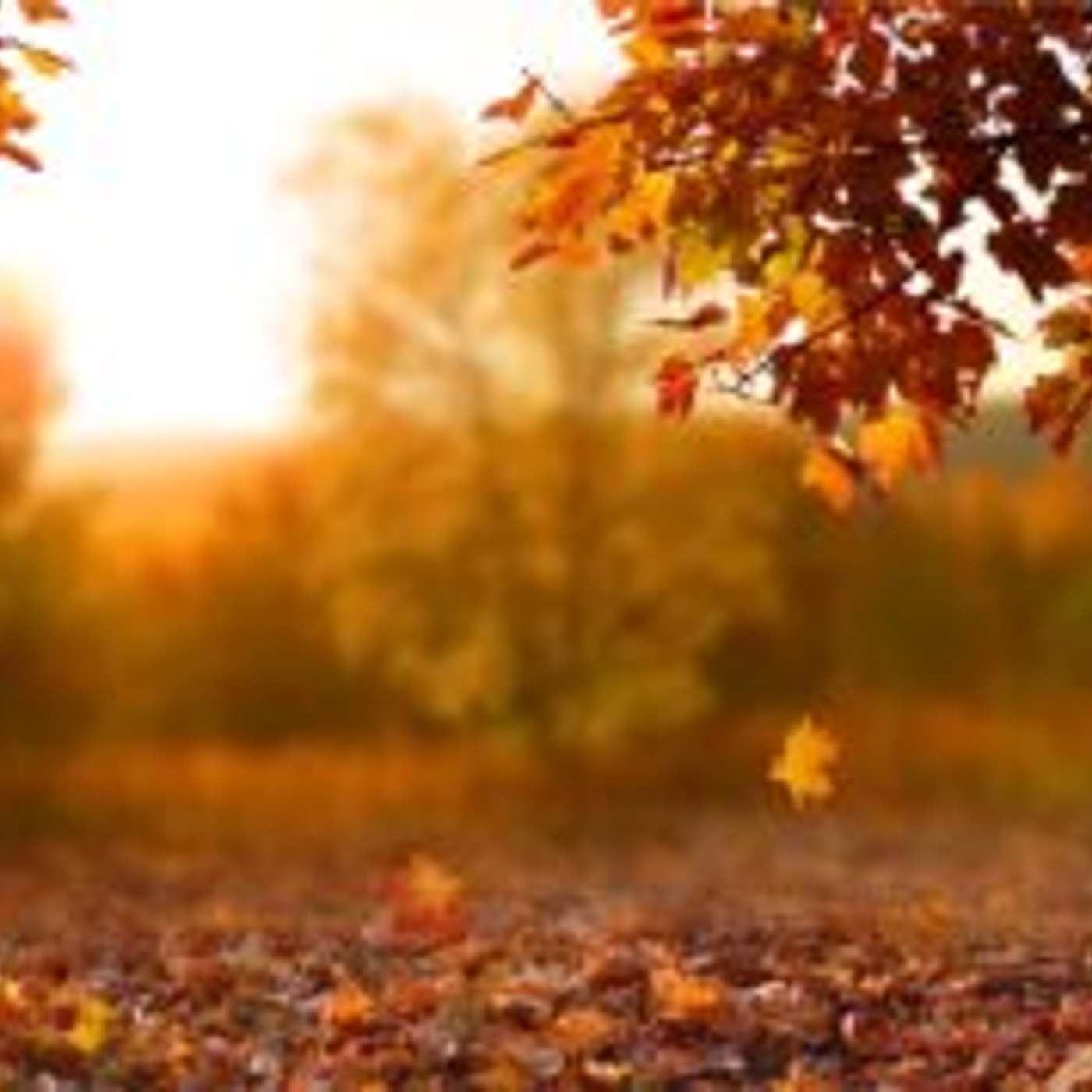 Verde Valley Sanctuary Hosts First Fall Thrifty in Camp Verde episode artwork