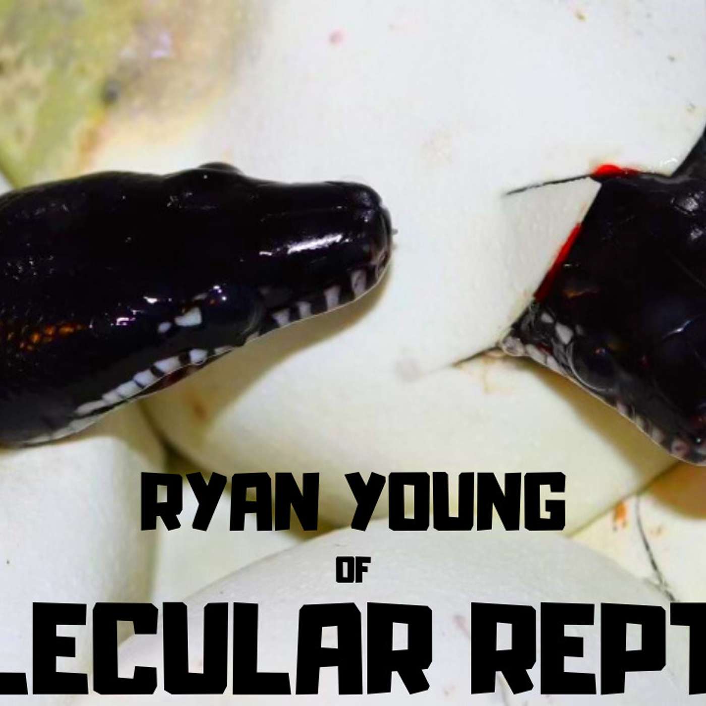 #96 RYAN YOUNG OF MOLECULAR REPTILE | EXOTIC SNAKE BREEDER | TRAP TALK WITH MJ PODCAST