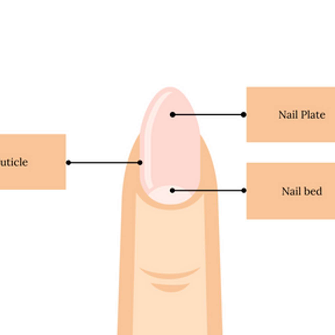 NAIL HEALTH AND NUTRITION: FOODS FOR STRONGER NAILS