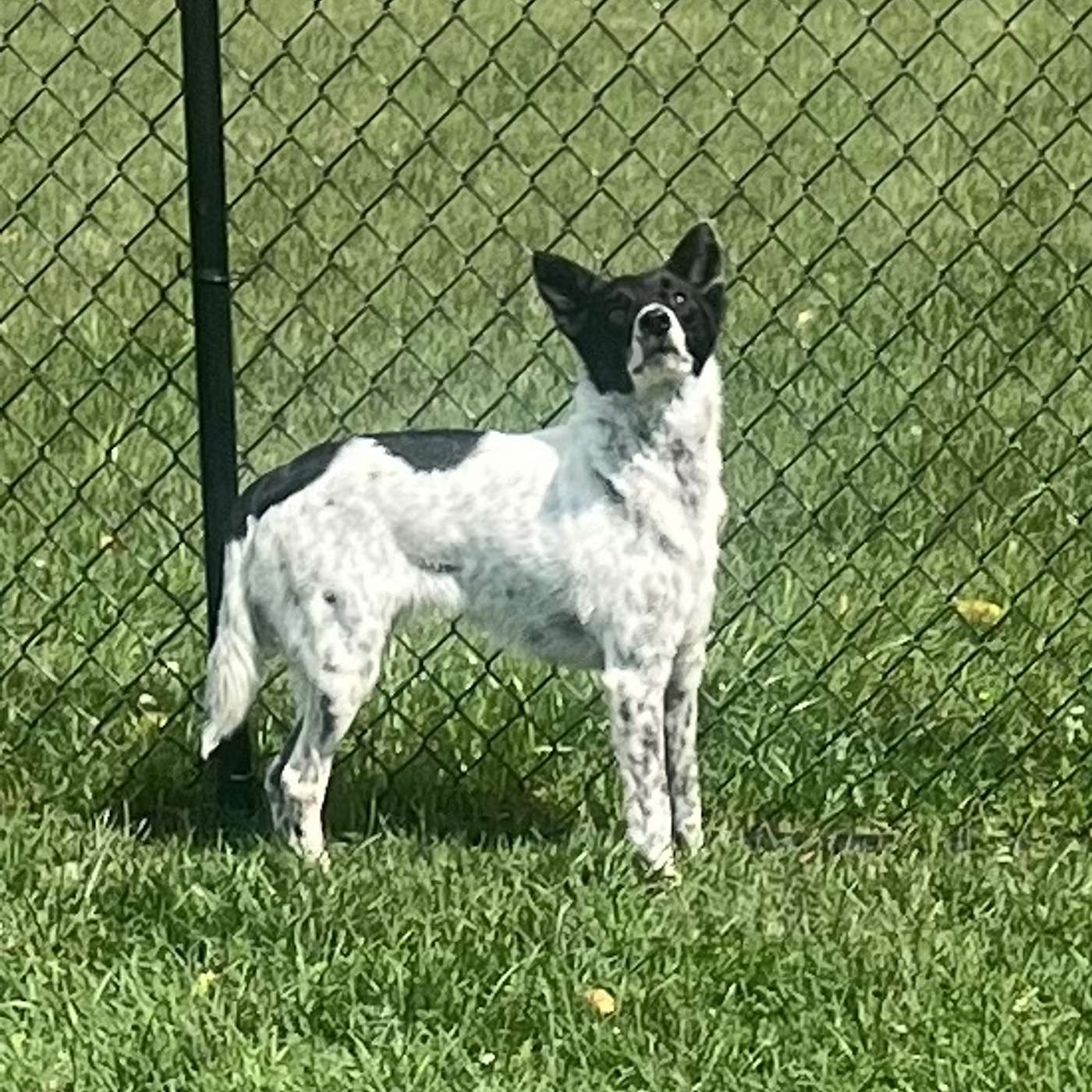 Our POP-PAW-RAZZI Superstars of the Week: Gracie and Katie