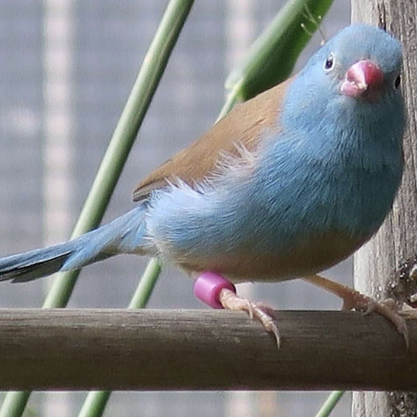 BirdCast Episode 1  Birdman Dad's intro and his top tips for new bird keepers.
