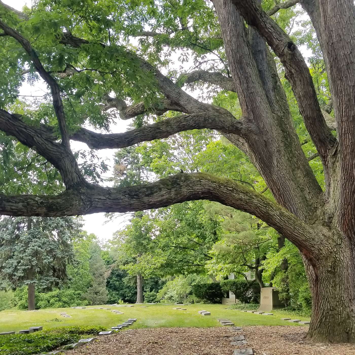 This Old Tree