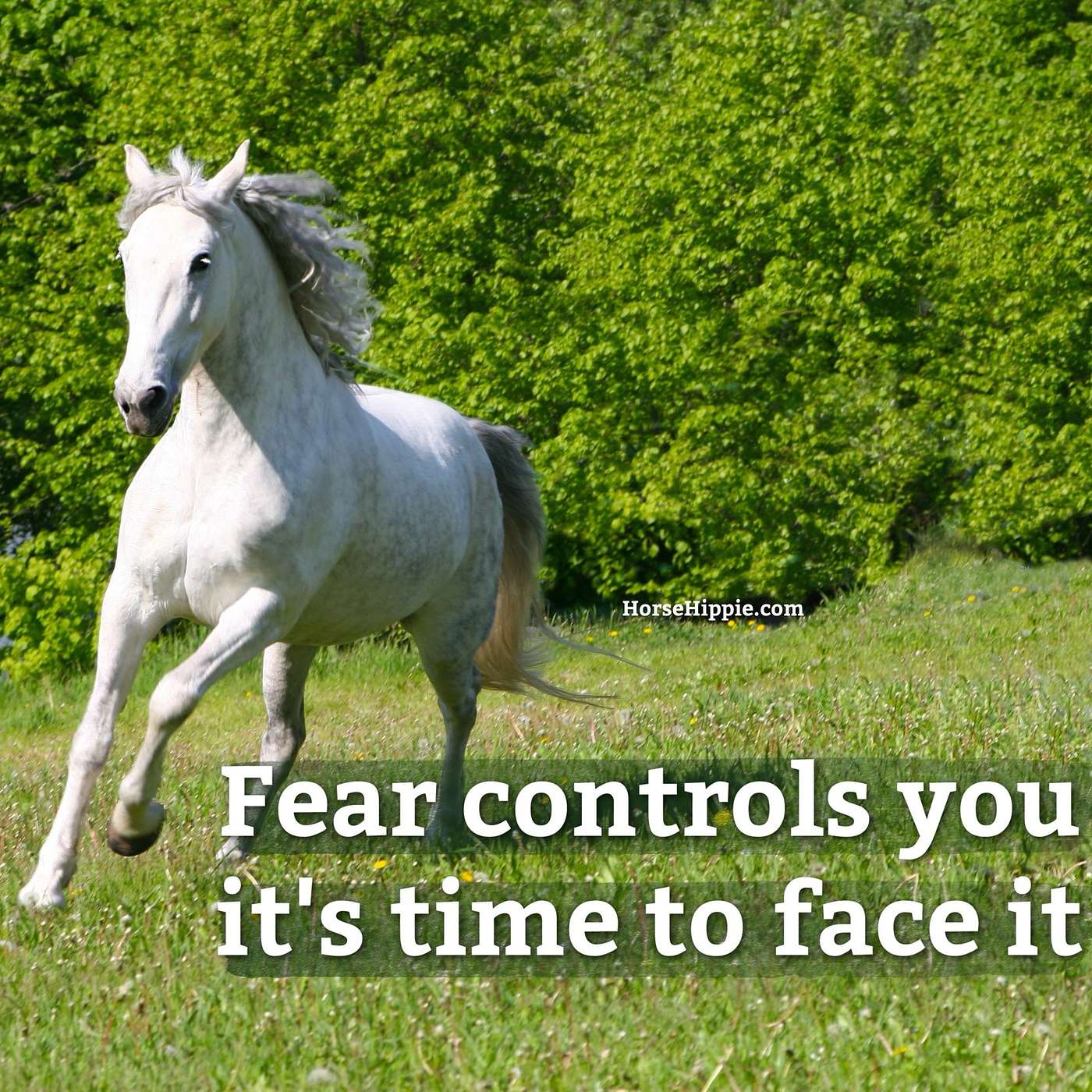 Face Your Fears