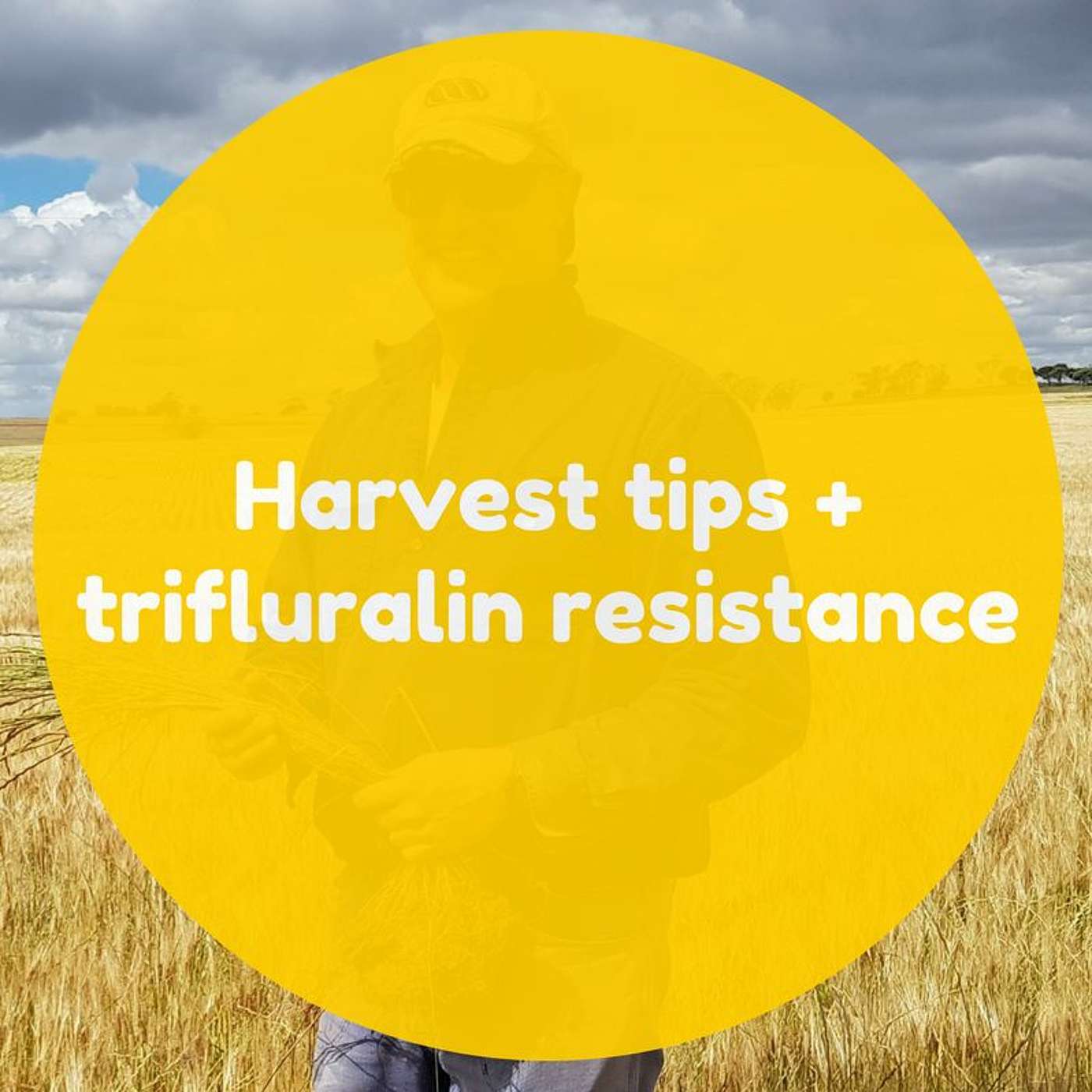 Harvest tips, crop topping + trifluralin resistance