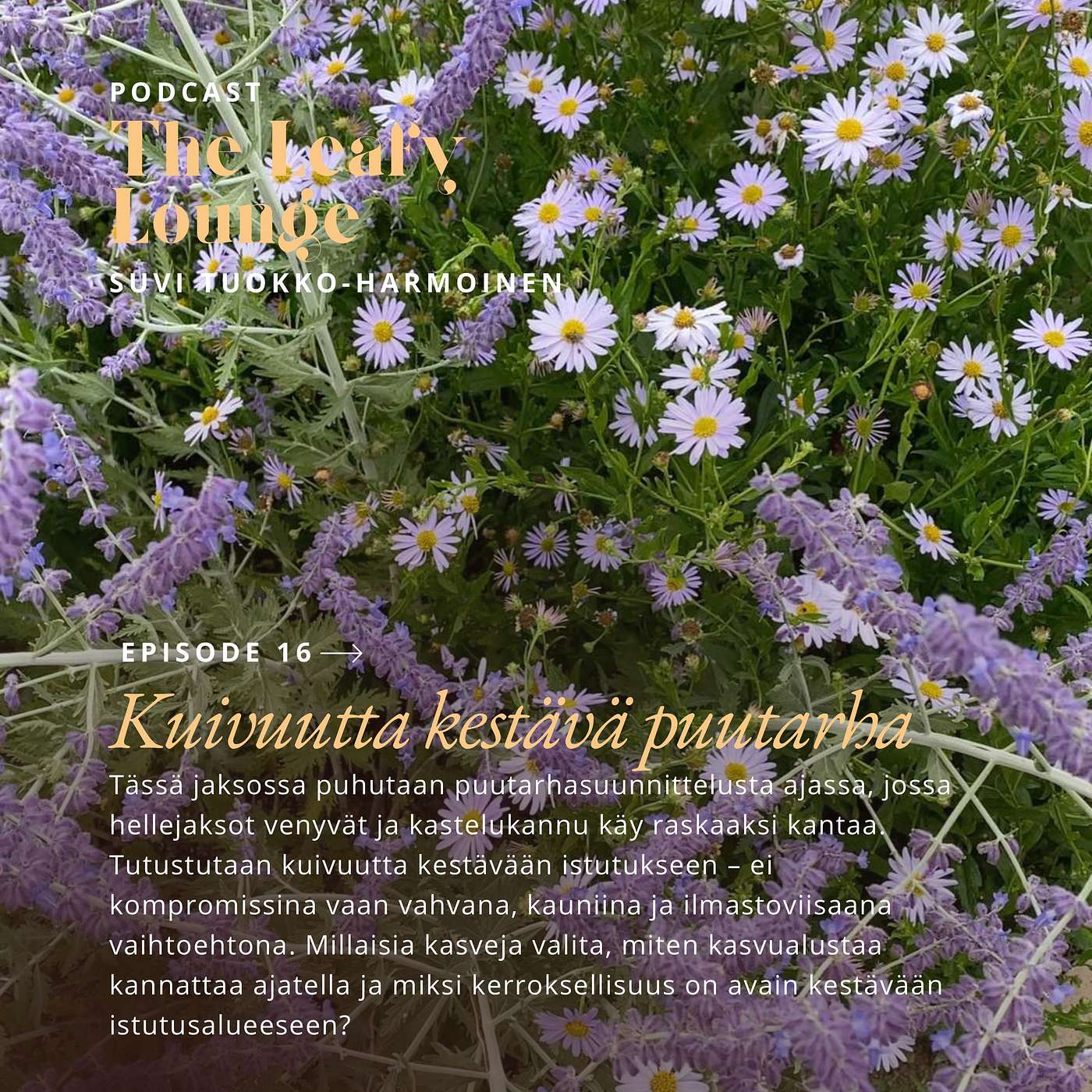 Kuivuutta kestävä puutarha Kuivuutta kestävä puutarha