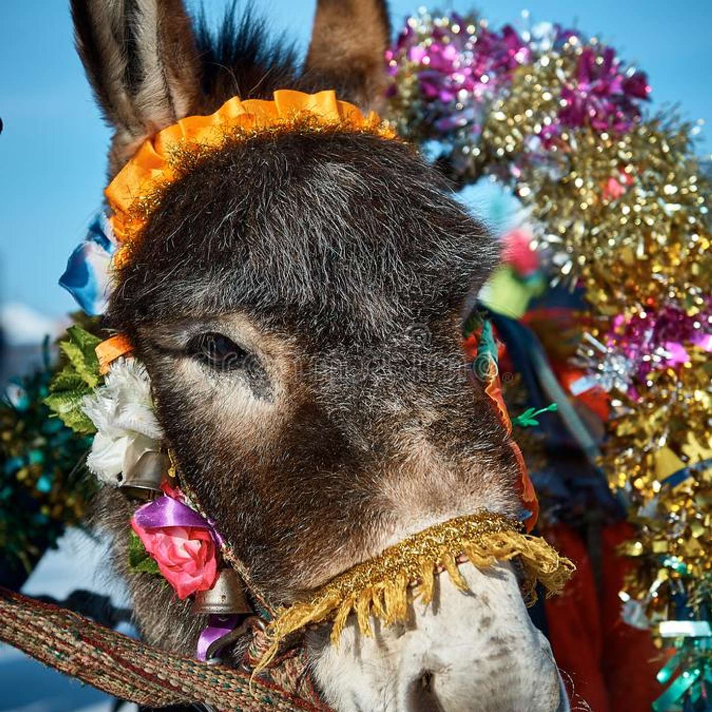 Episode #155 Readings & Riffs #85 The Prettiest Mule