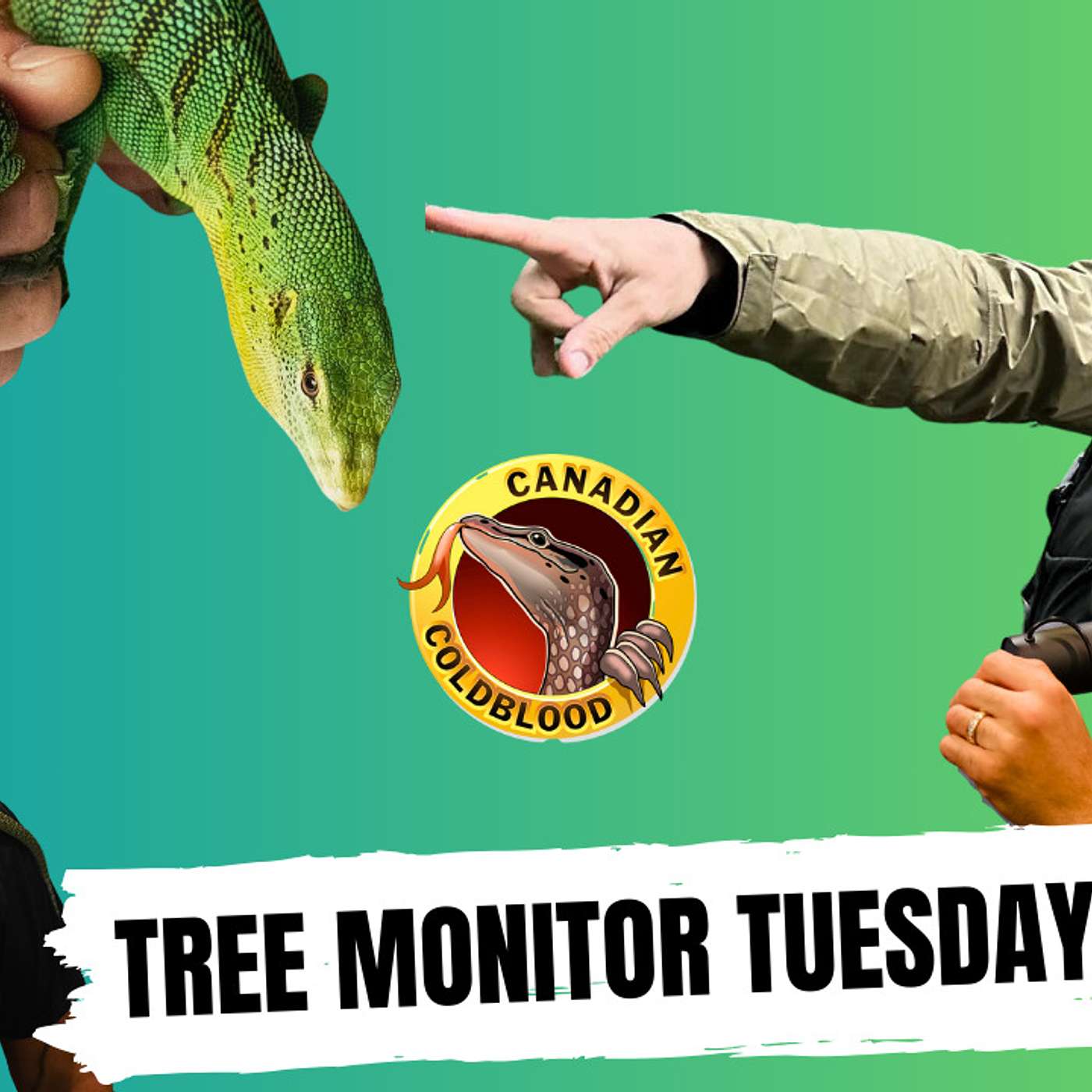 The hardest species of Tree Monitors to breed in captivity | Tree Monitor Tuesday's