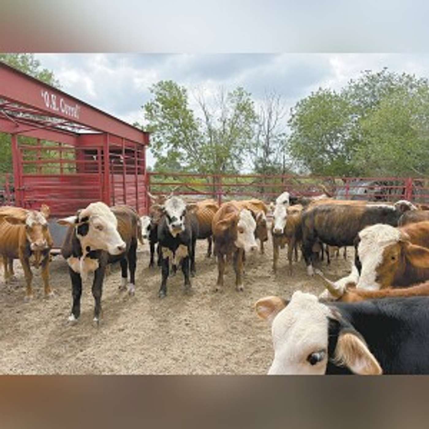 Owner faces animal cruelty charges episode artwork