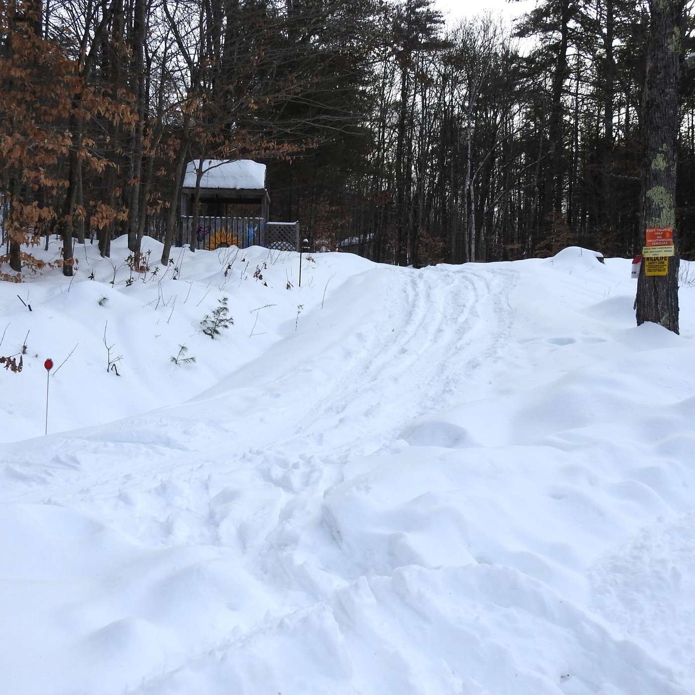 TRACKS IN THE SNOW