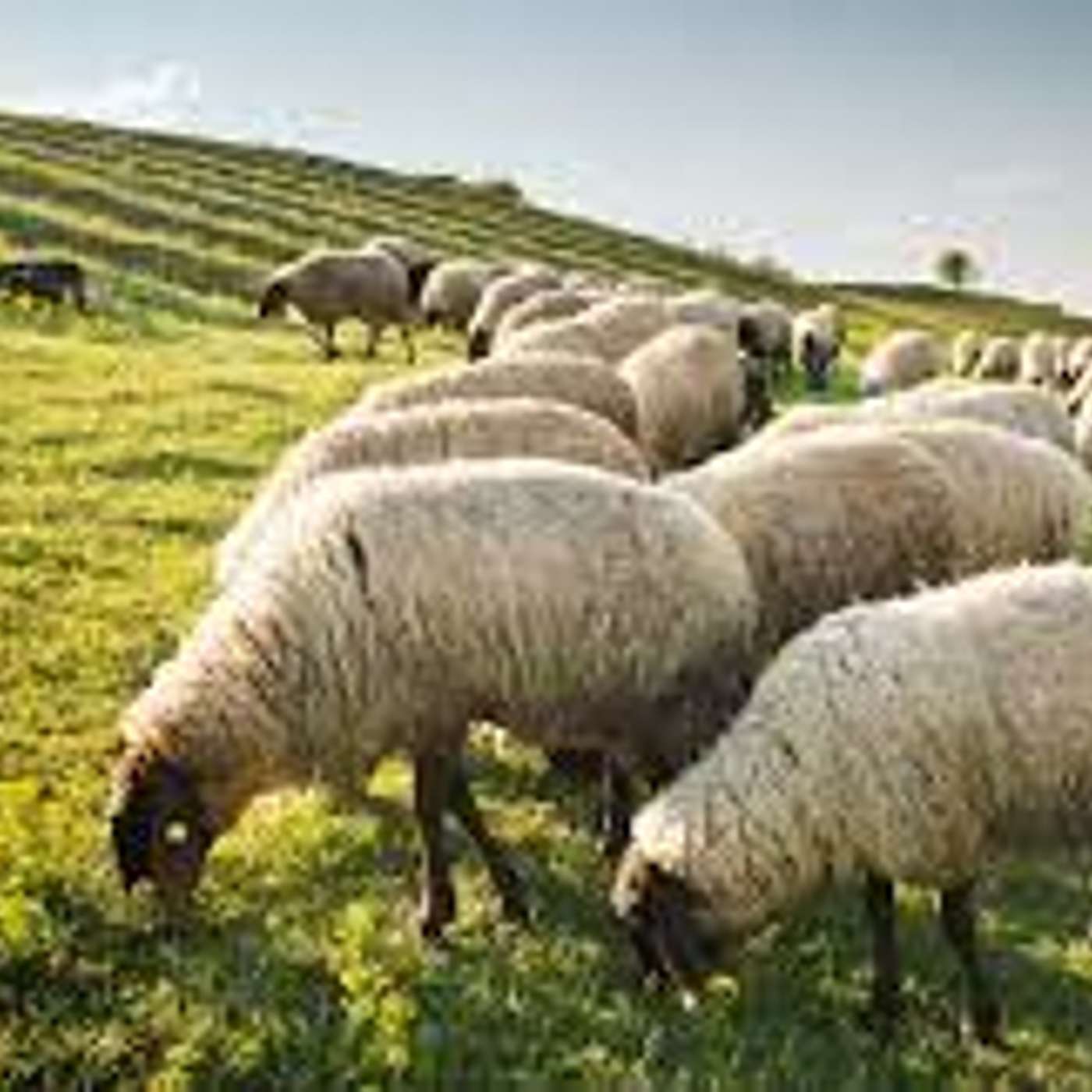 Psalm 23: The King of love my Shepherd is... (A Treadweary Sermoncast)