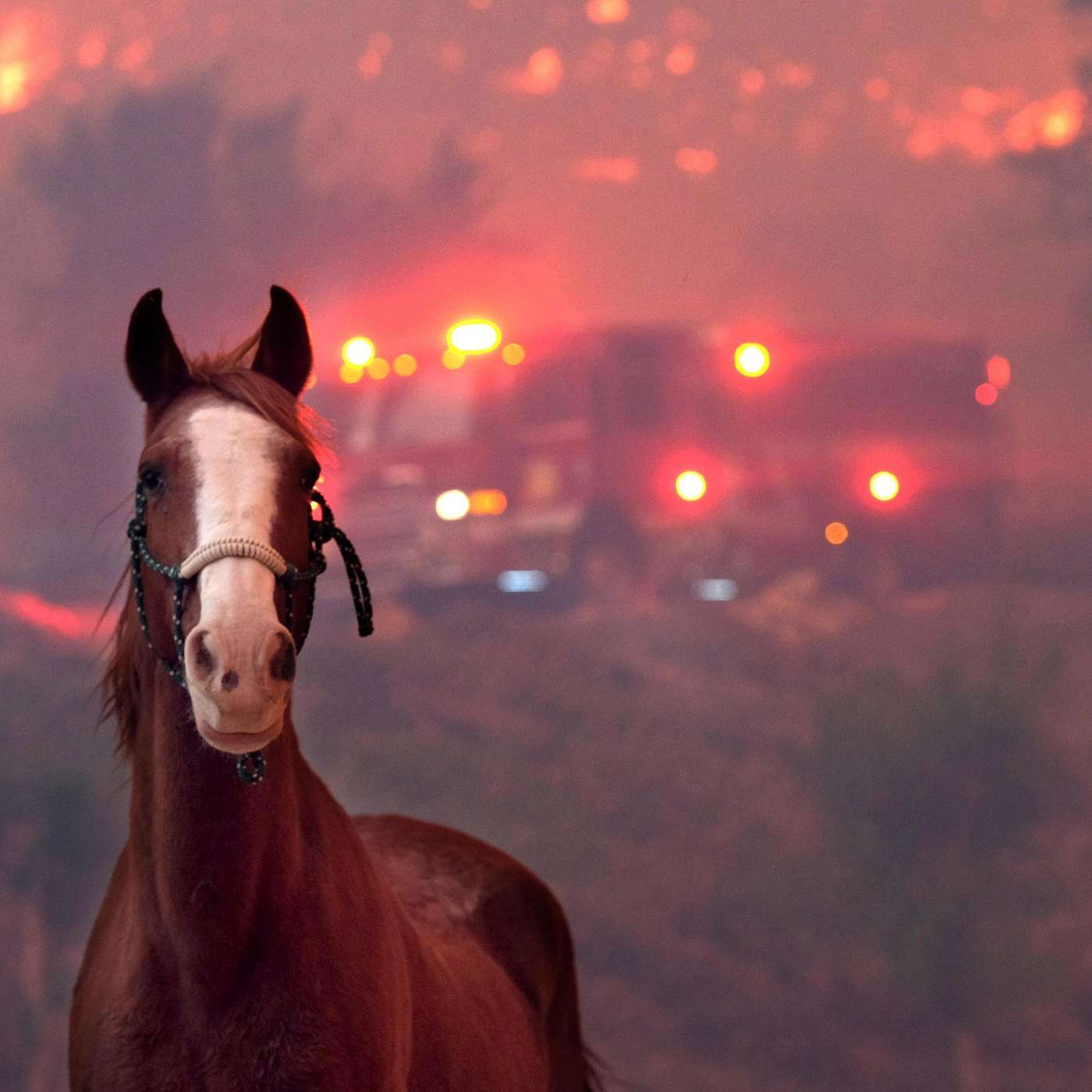 Episode 11 Wildland Fire Considerations for Animal Rescue with Ken Gilden episode artwork