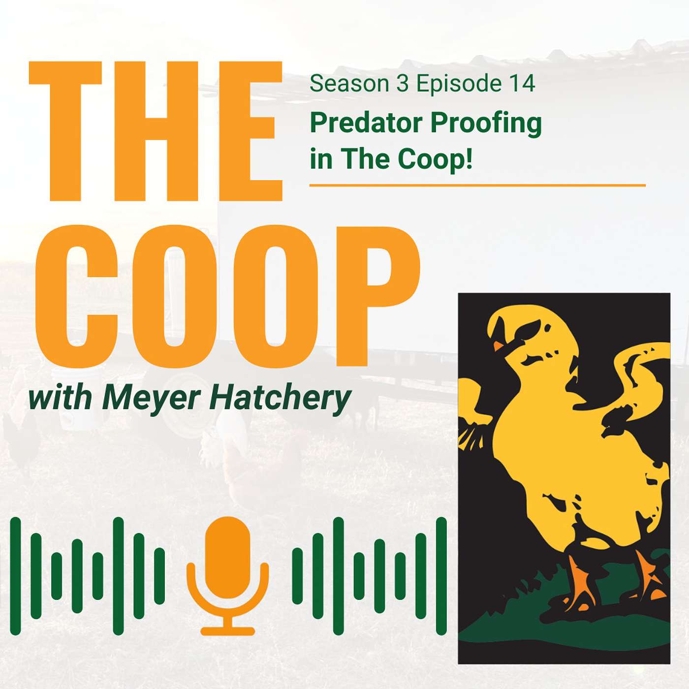 Predator Proofing in The Coop