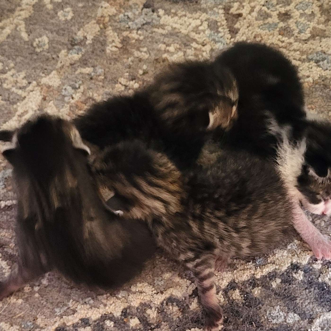 Let's meet the survivors of the tornado that ripped through a barn in Great Valley, NY. The Tornado Cats and Kittens!