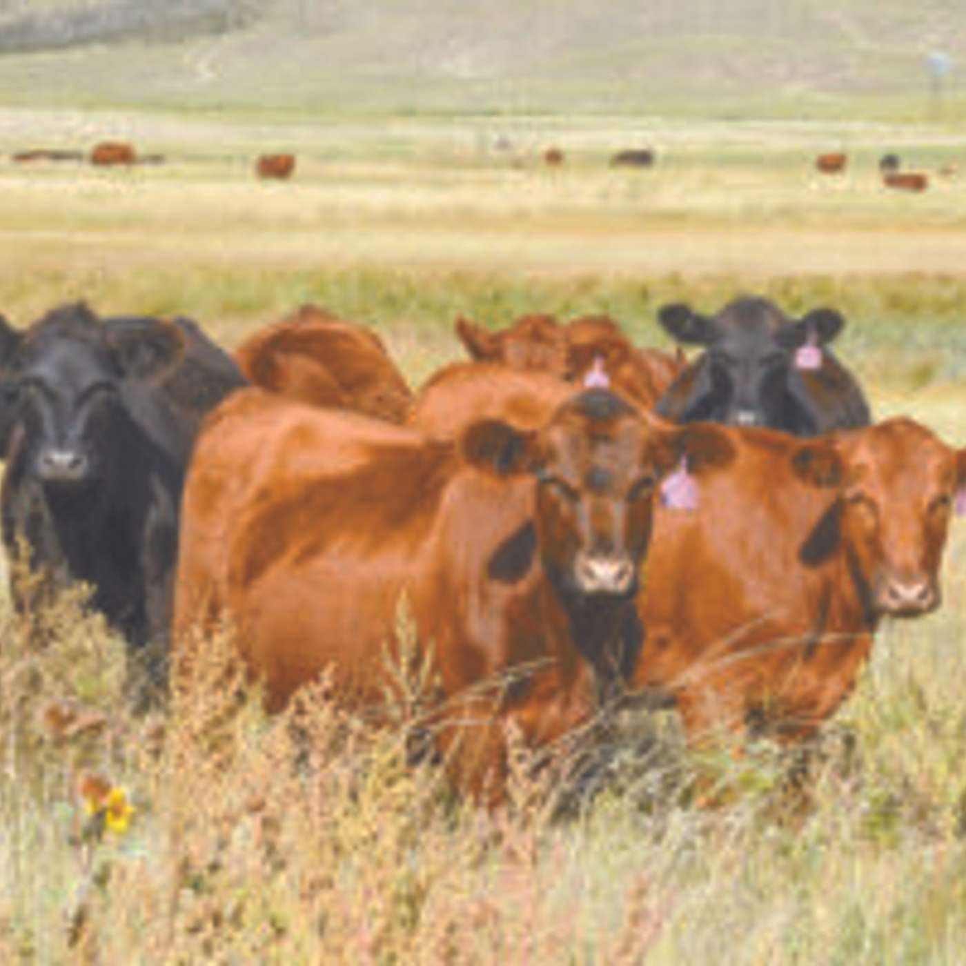 What Heifers Will Fit My Forage Resources?
