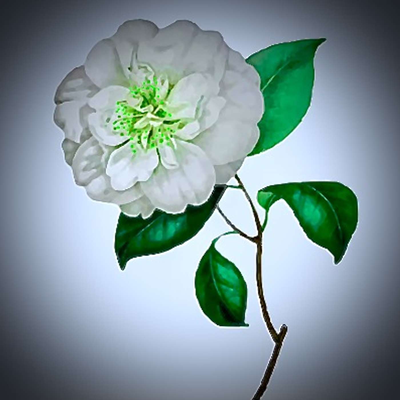 White Camelia Podcast podcast artwork
