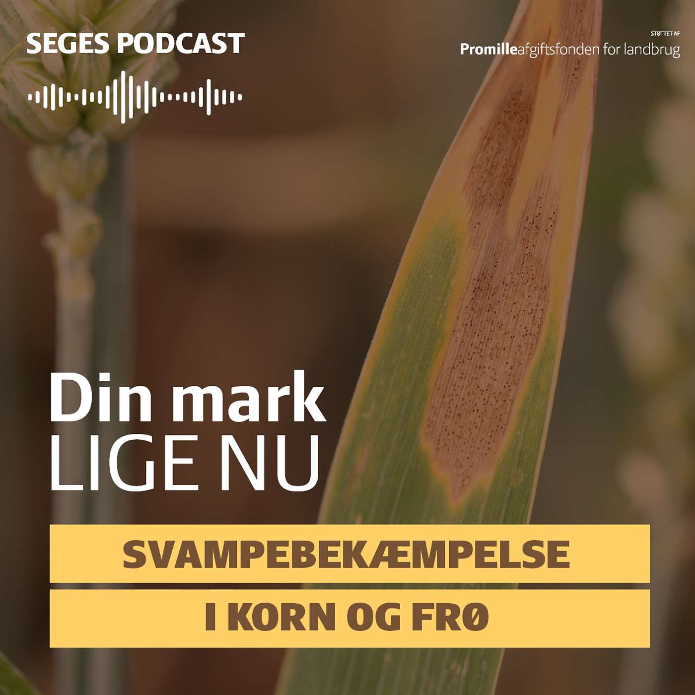 Din Mark Lige Nu: Svampebekæmpelse i det tørre forår?