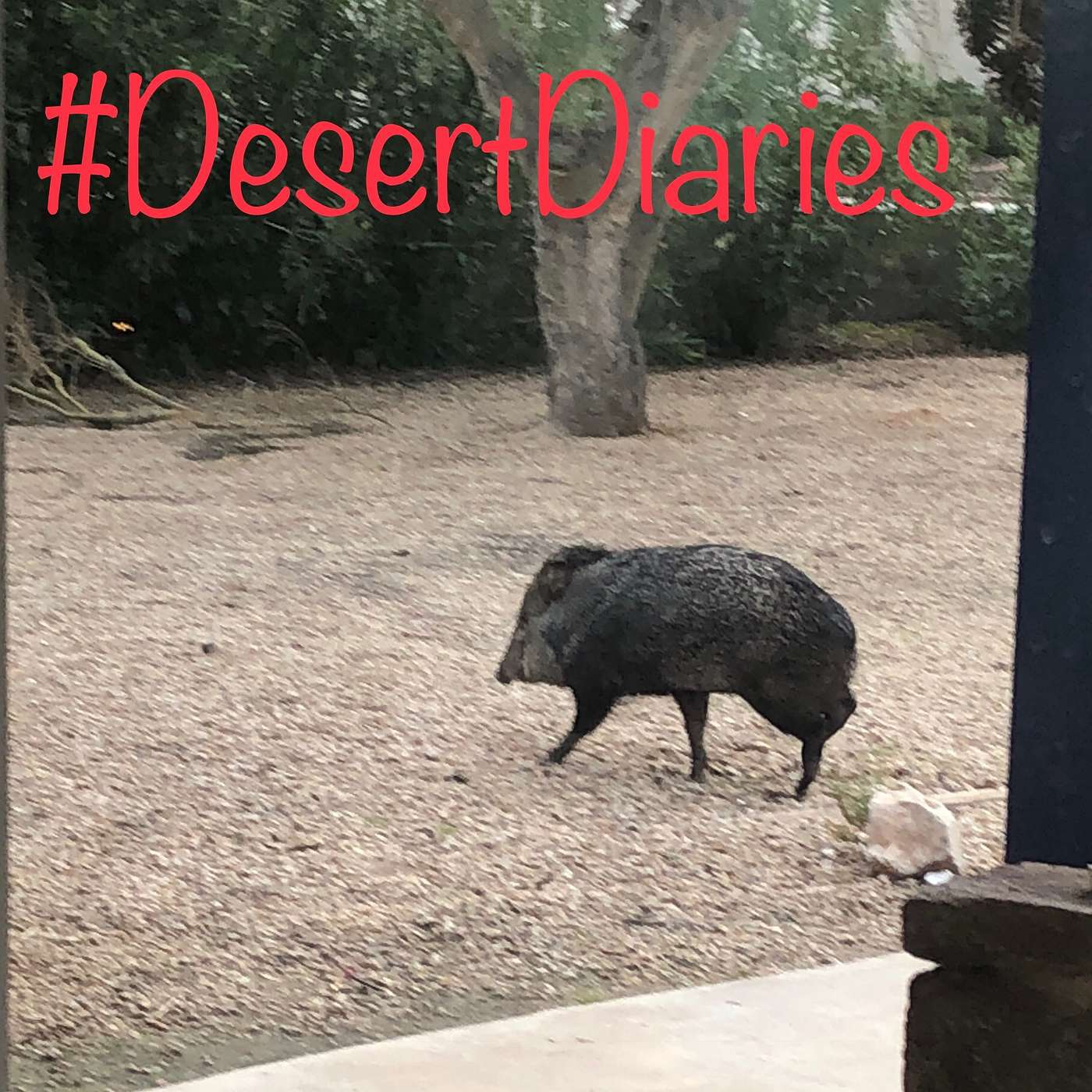 Week thirty-five: A new year in the desert