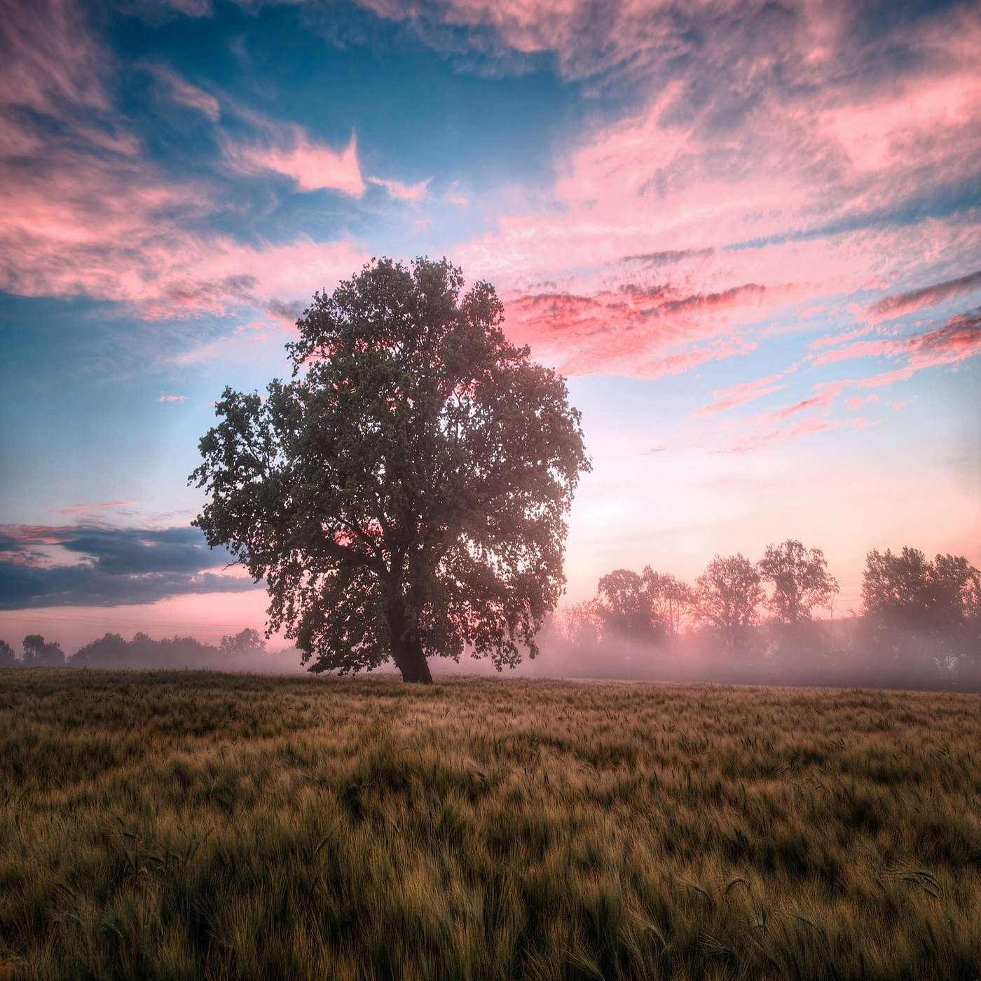 The Healing Power of Trees!