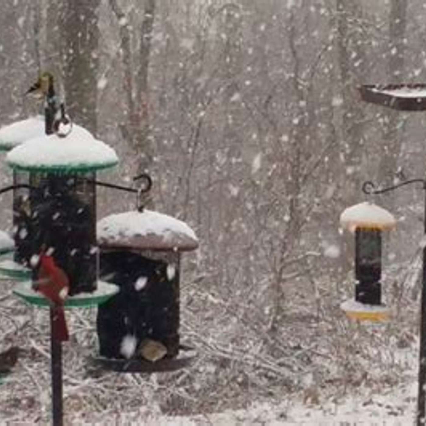 Feeding our bird friends in winter...also, maybe the least clean thing indoor whole house episode artwork