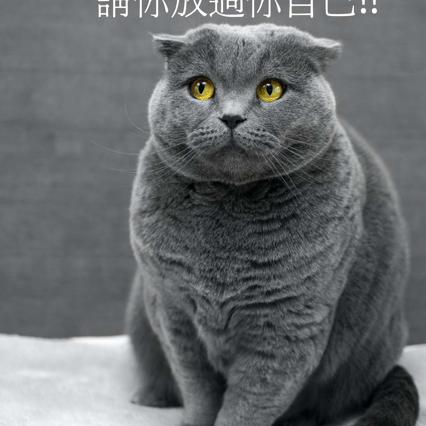 從0到1媒體人X斜槓EP4 毛孩是主人最佳心理治療師 episode artwork