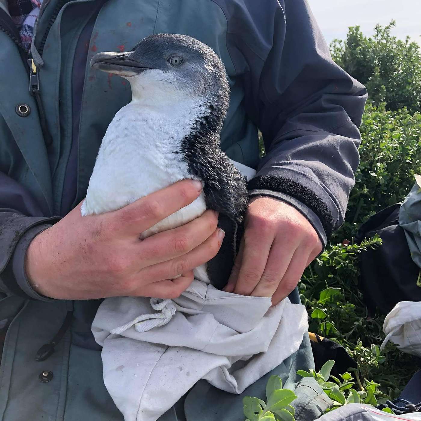 Wildlife Health Talks