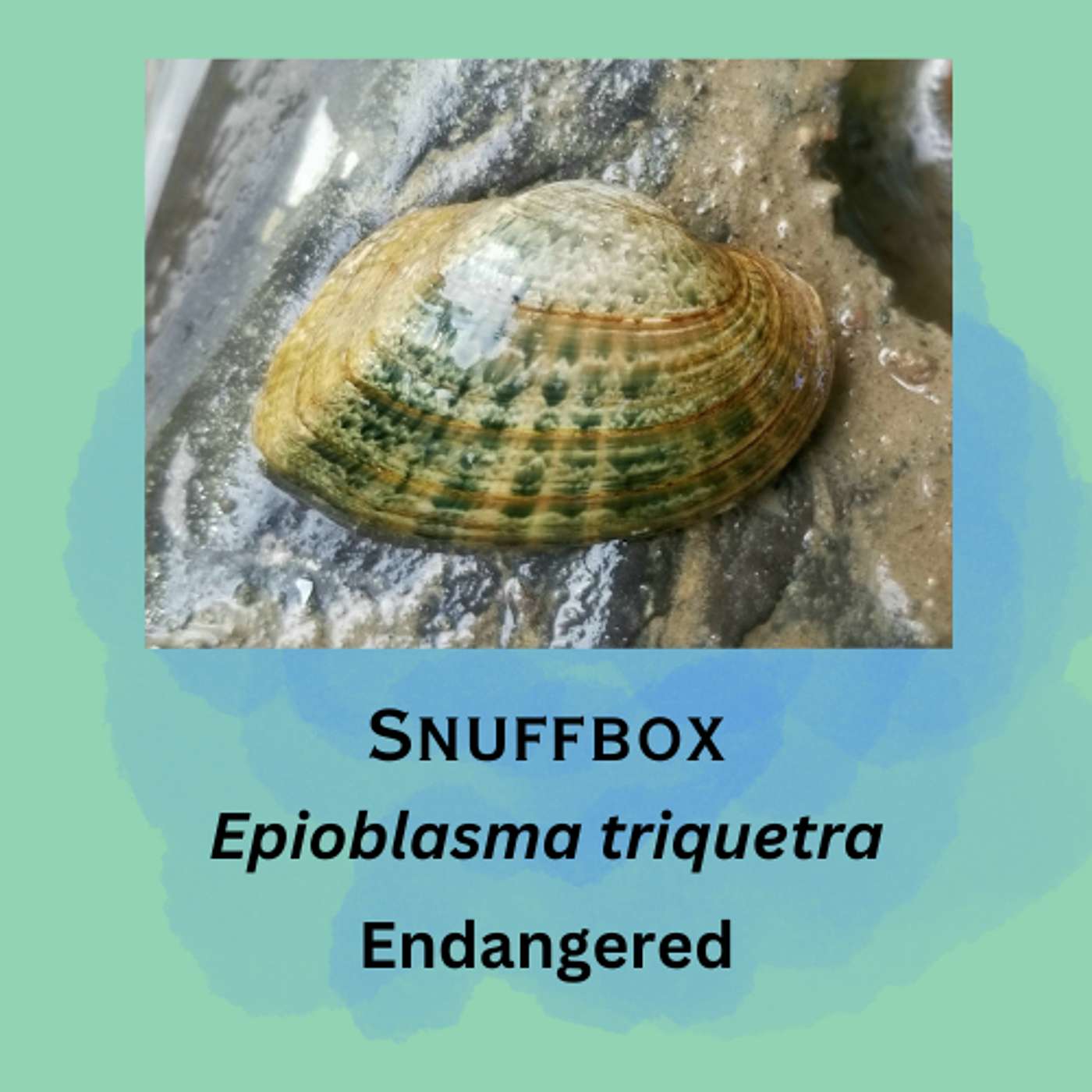 Snuffbox: More than a filter