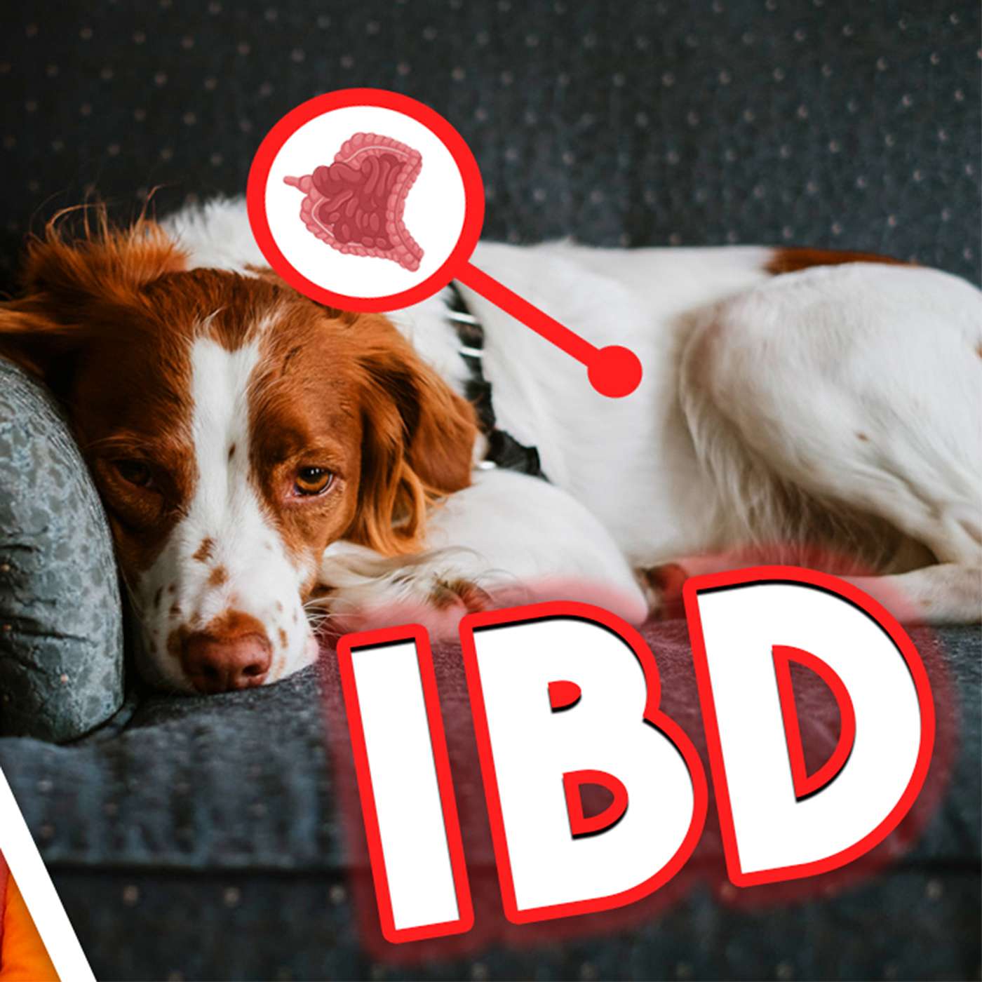 Understanding The Struggles of IBD (Inflammatory Bowel Disease)