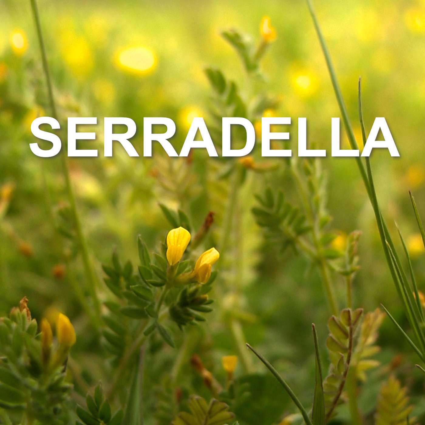 Ep 96: Serradella for new environments