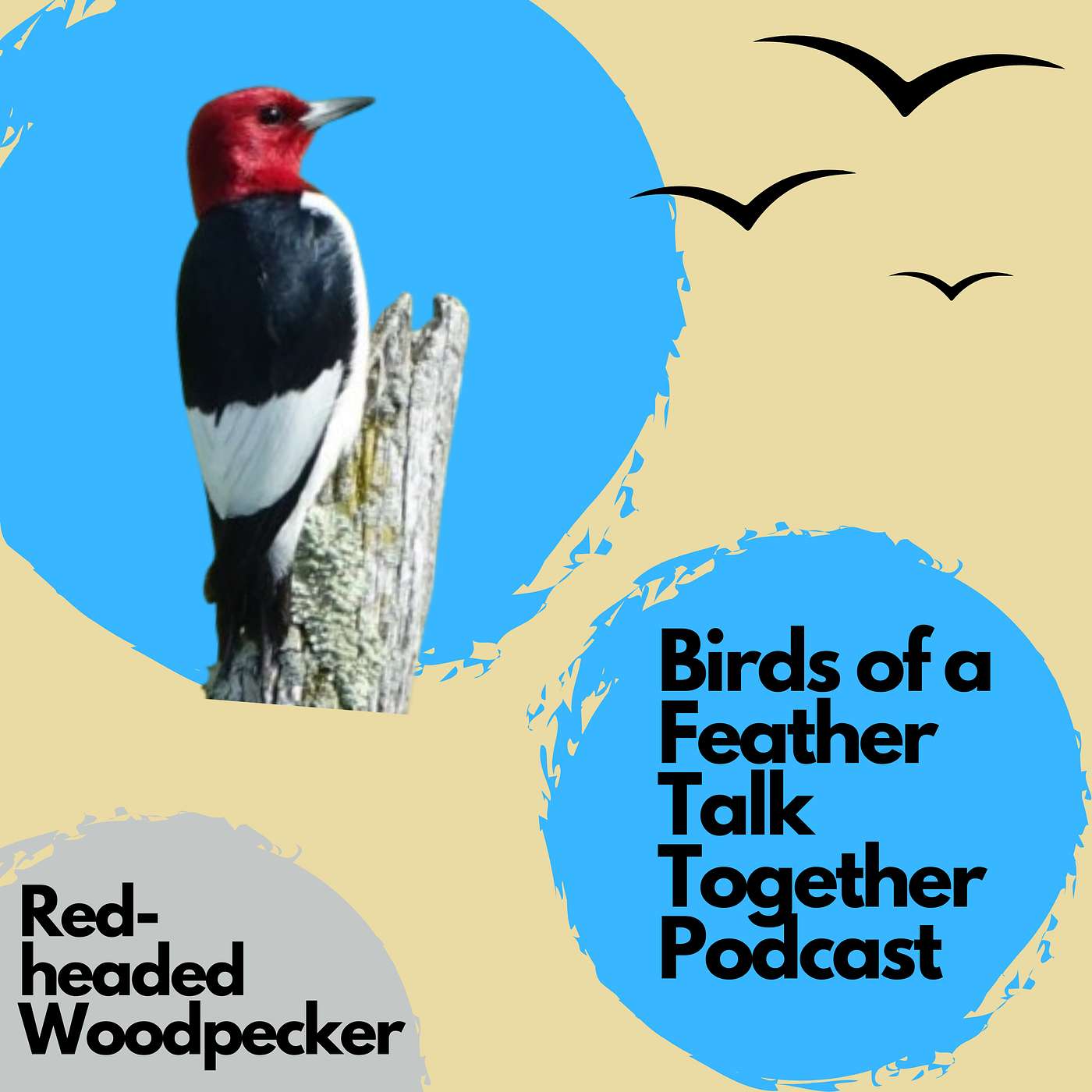 110: Red-headed Woodpecker - Catching Bugs Out Of The Sky + Paddleboard Sightings