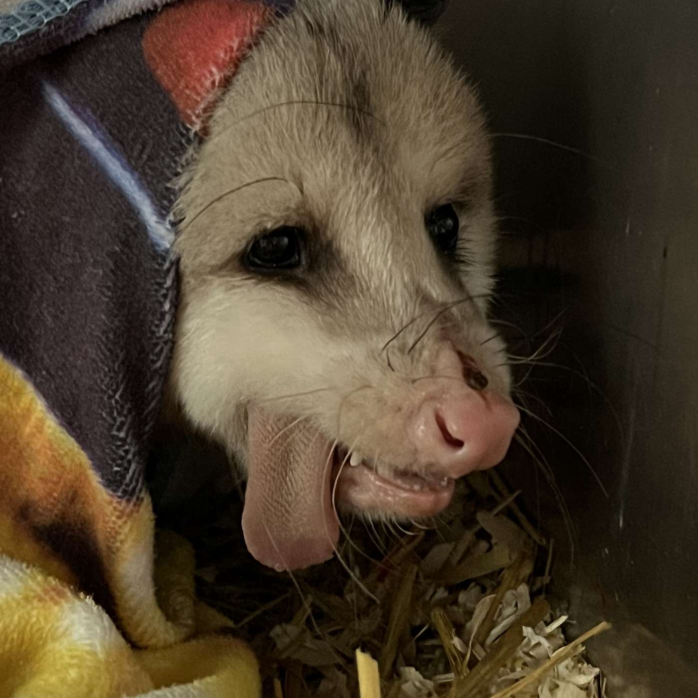 The Virginia Opossum in Ontario The Virginia Opossum in Ontario