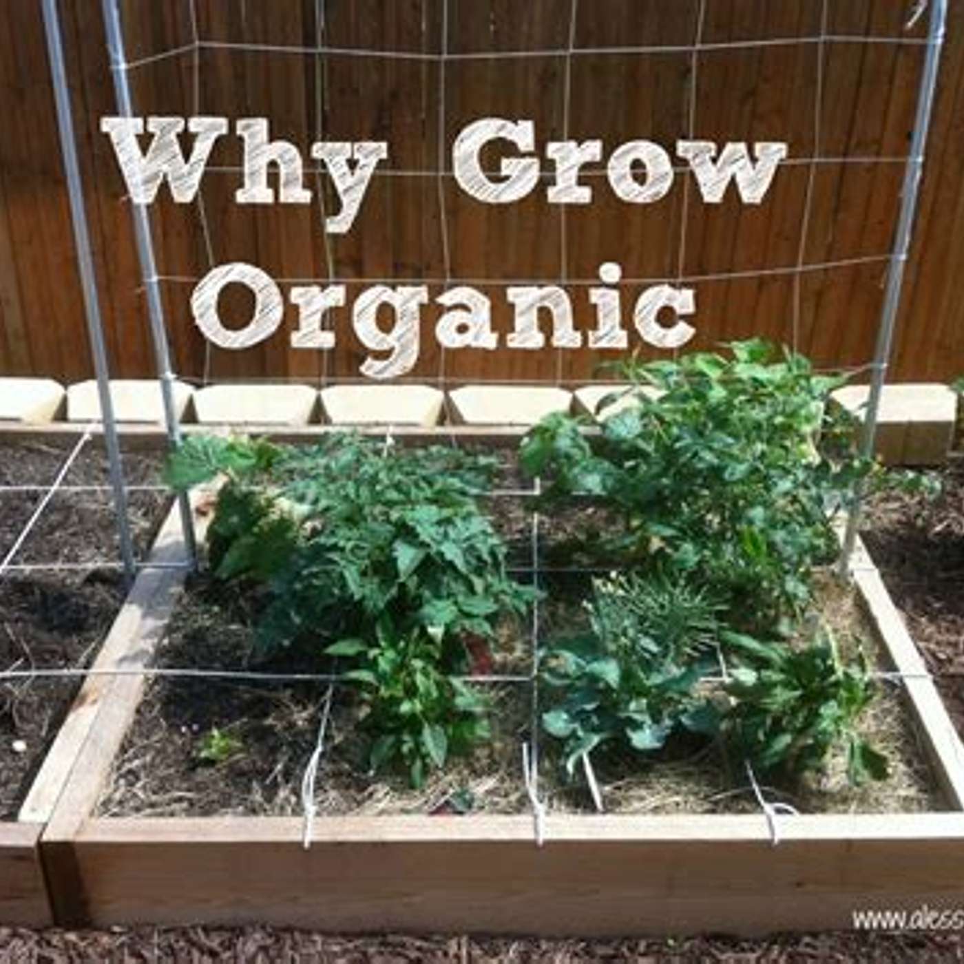 More on Organic Gardening