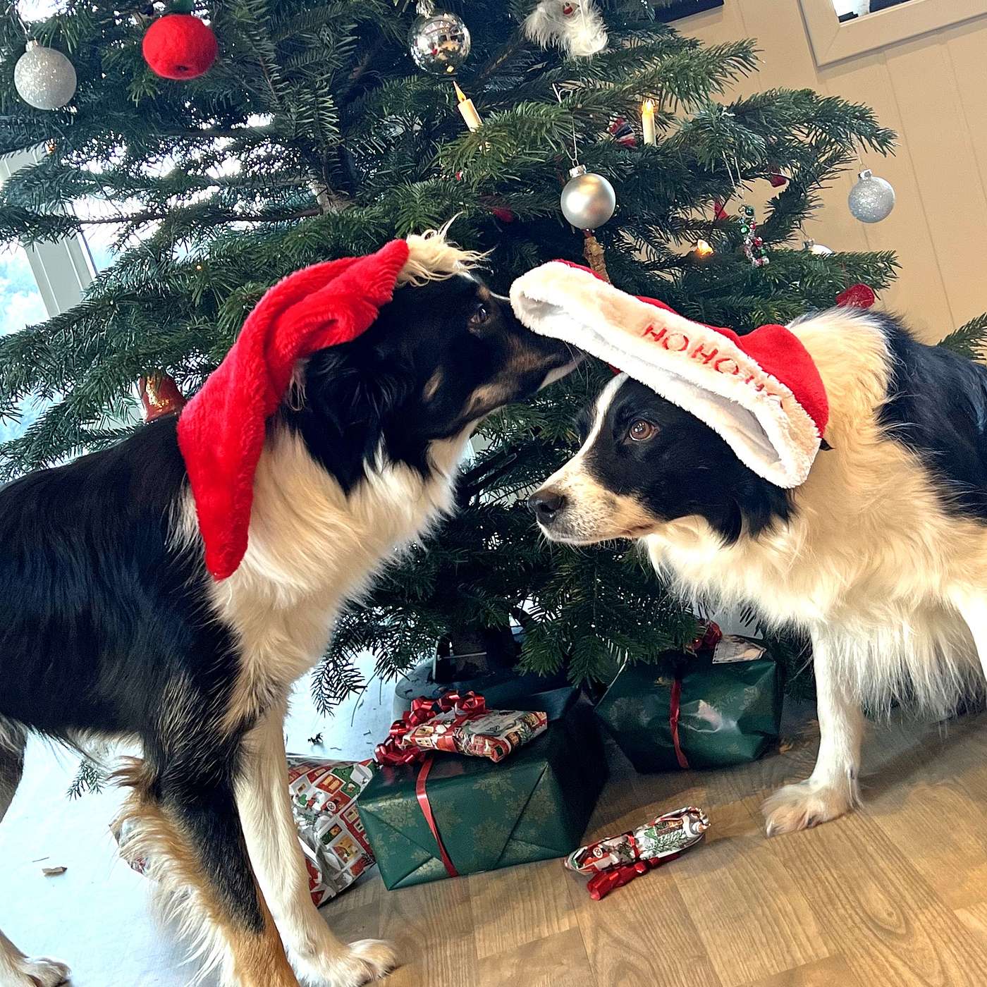 36 - Jul, kos eller kaos – du bestemmer!