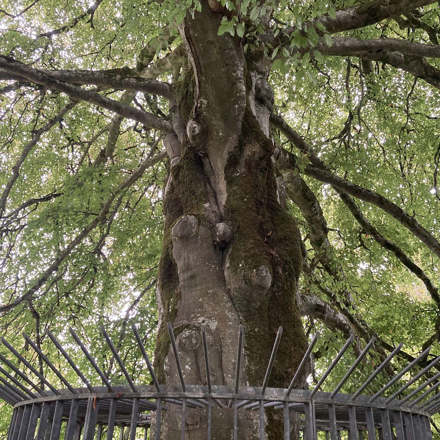 The Autograph Tree