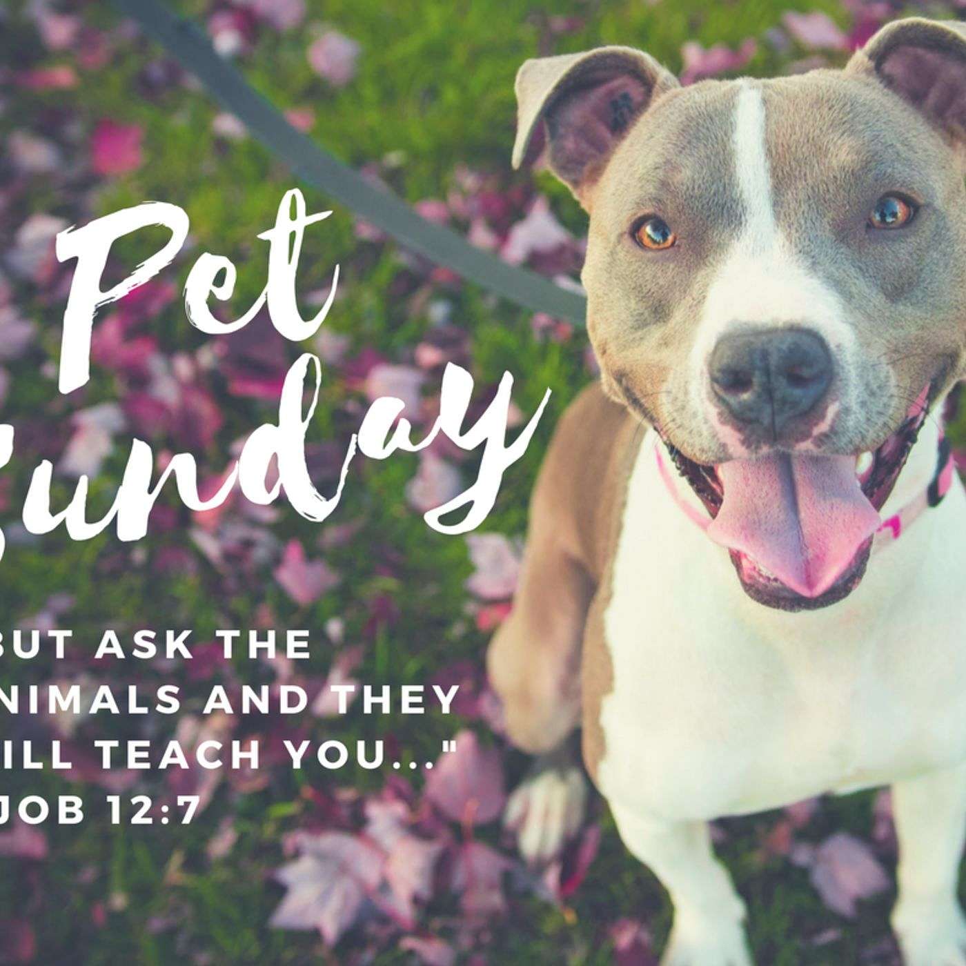 Pet Sunday 2017