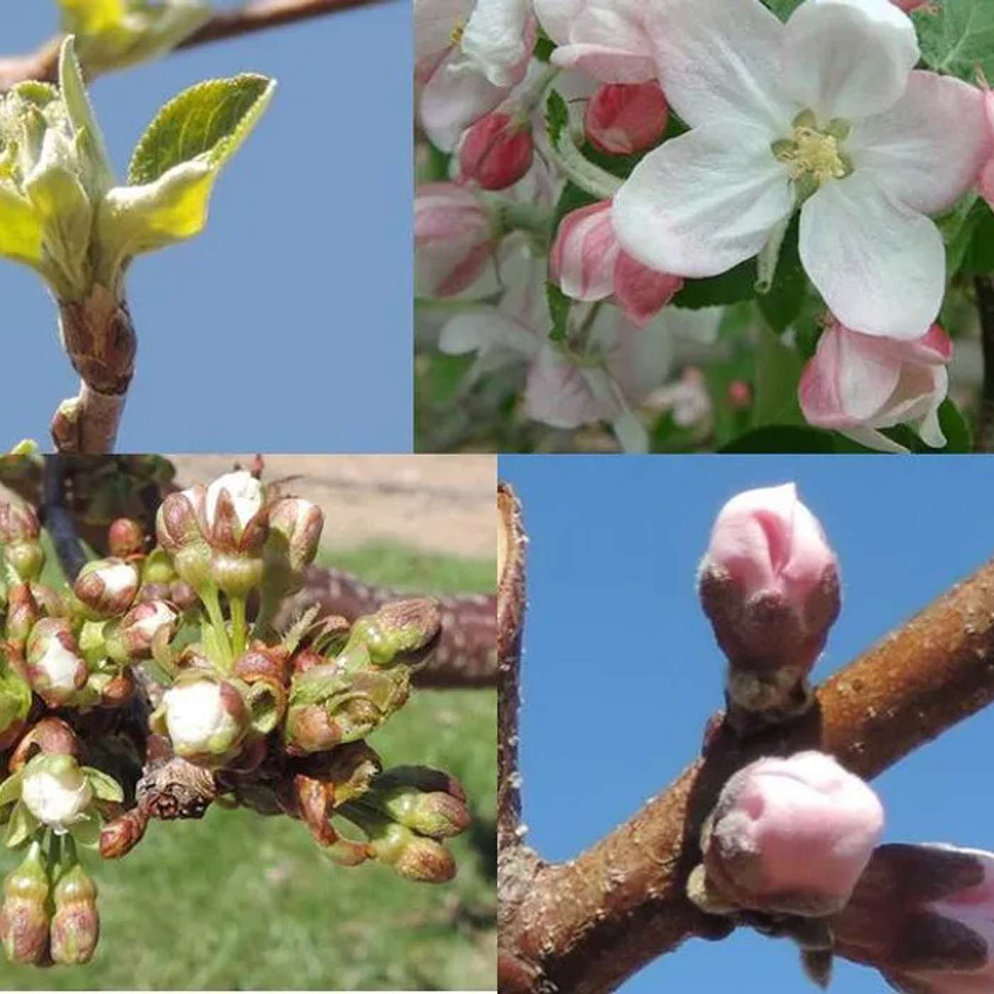 Season 5 Episode 2: What Low Temperatures Might Mean for Orchards episode artwork