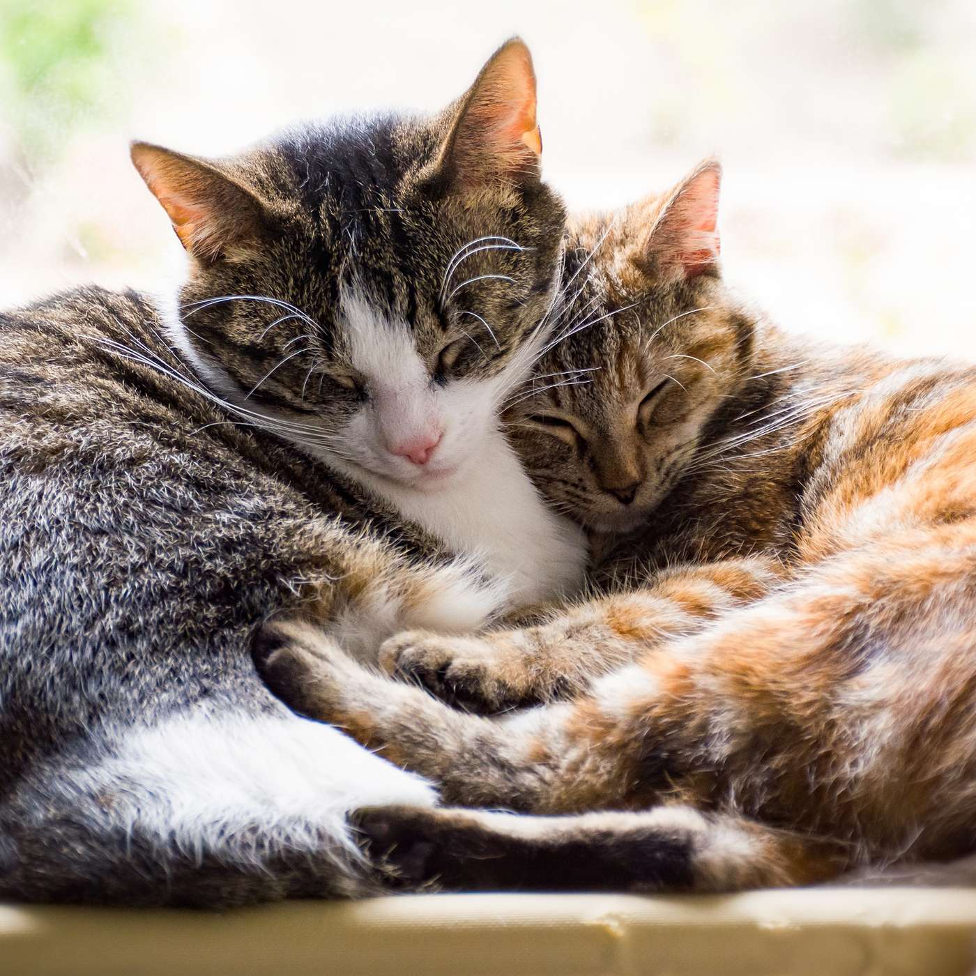 Secrets of a Cat Sitting Entrepreneur - Chat With Wendy Thomson Melling