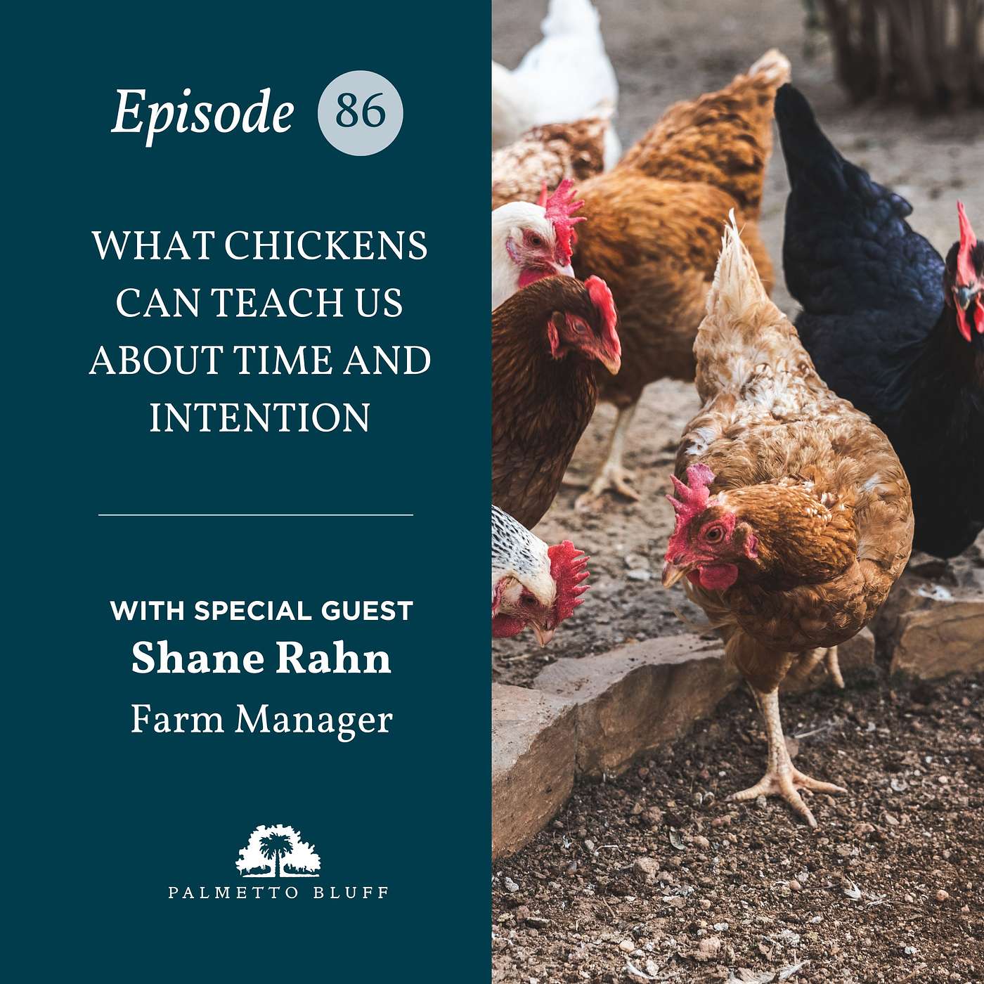 What Chickens Can Teach Us About Time and Intention | Shane Rahn What Chickens Can Teach Us About Time and Intention | Shane Rahn