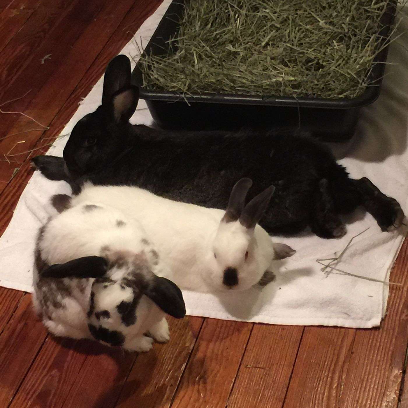Rabbit Rescue with Mara Hurwitt