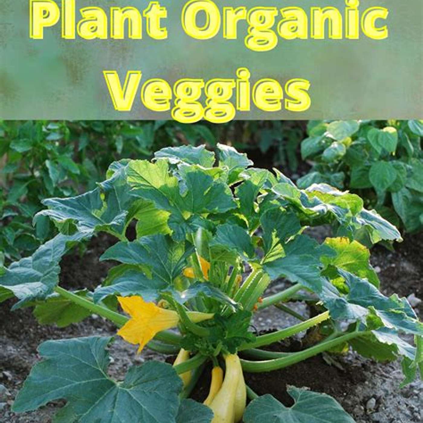 Organic Gardening. Good for you...Good for the earth episode artwork