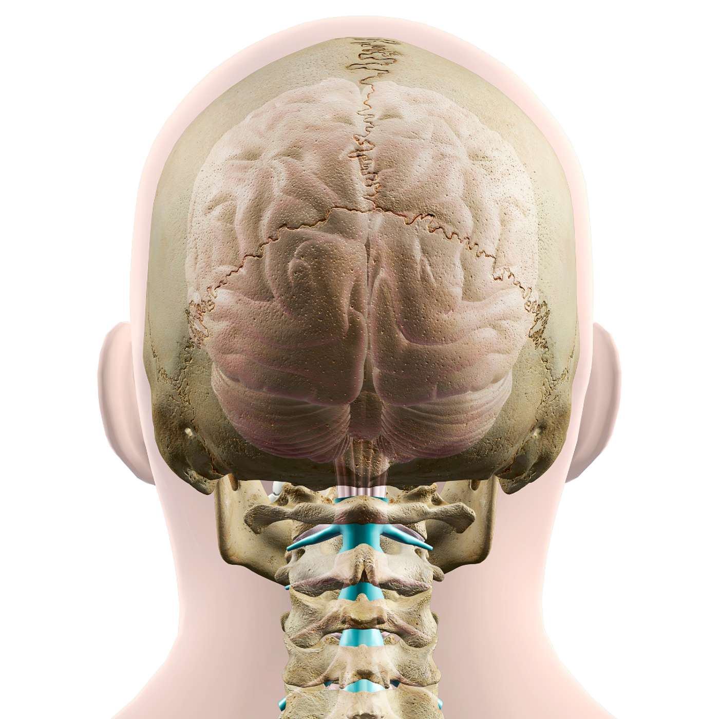 Why is the Upper Cervical Spine at Risk of a Subluxation?