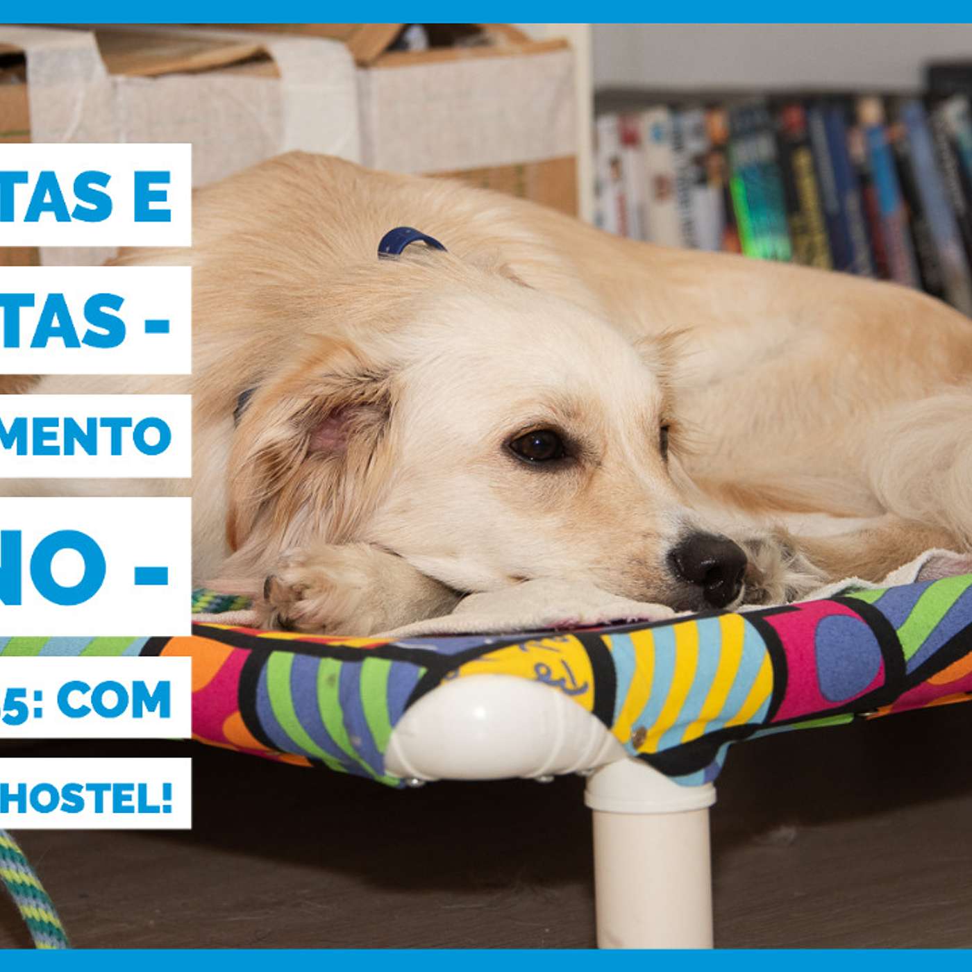 Perguntas e Respostas - Comportamento Canino - Episódio 155: com Bangalô Dog Hostel! episode artwork