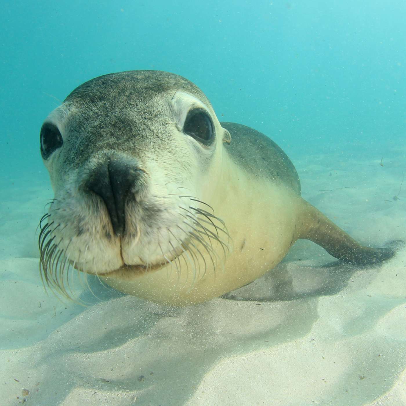 S2 E39: Saving Sea Lions & Albatrosses PLUS Good News about Australia's Nature Laws!
