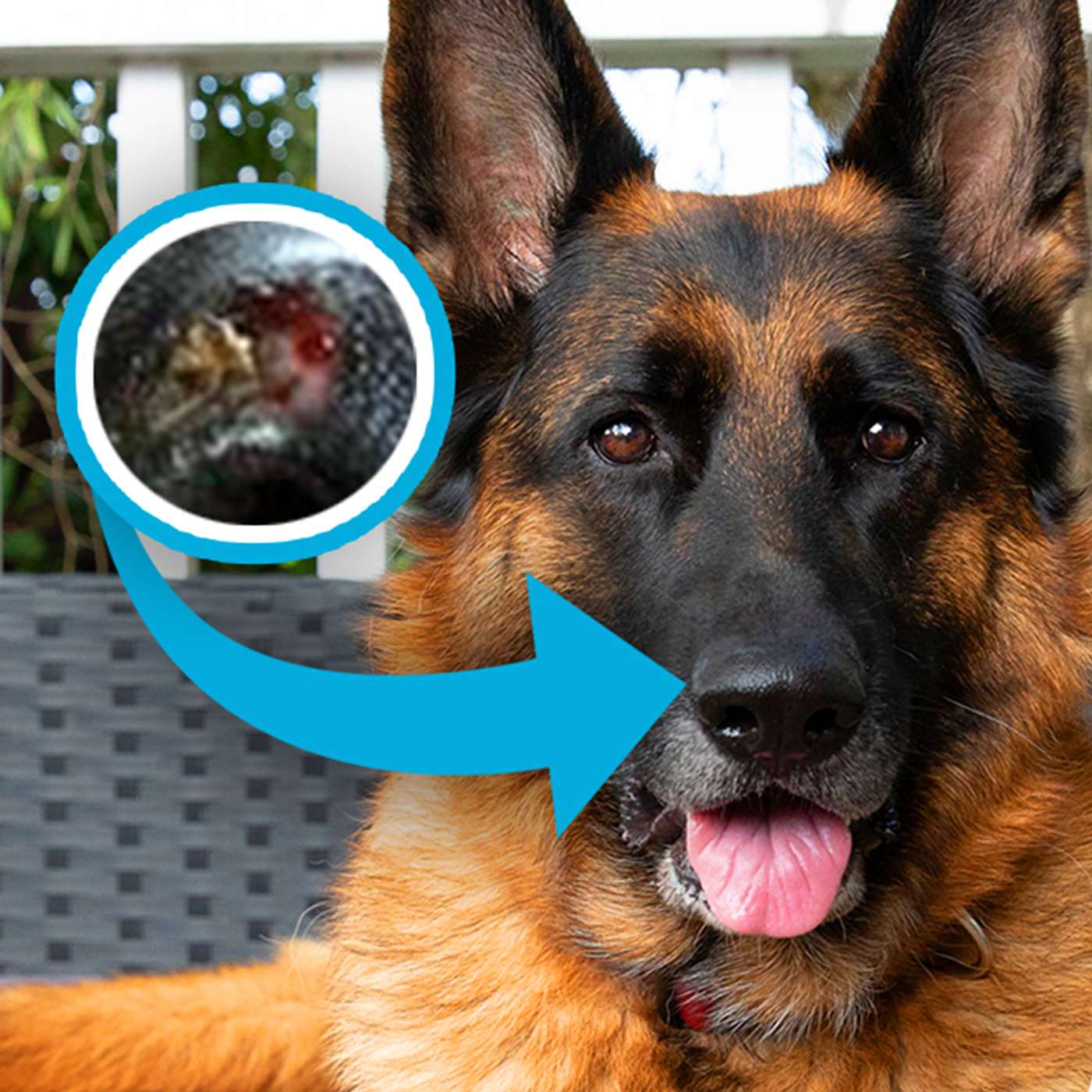 How Do I Heal My German Shepherd's Nose?