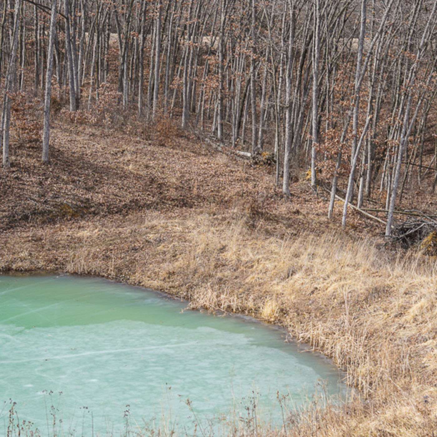 Episode 70: It's Time To Consider What Trees To Plant This Year