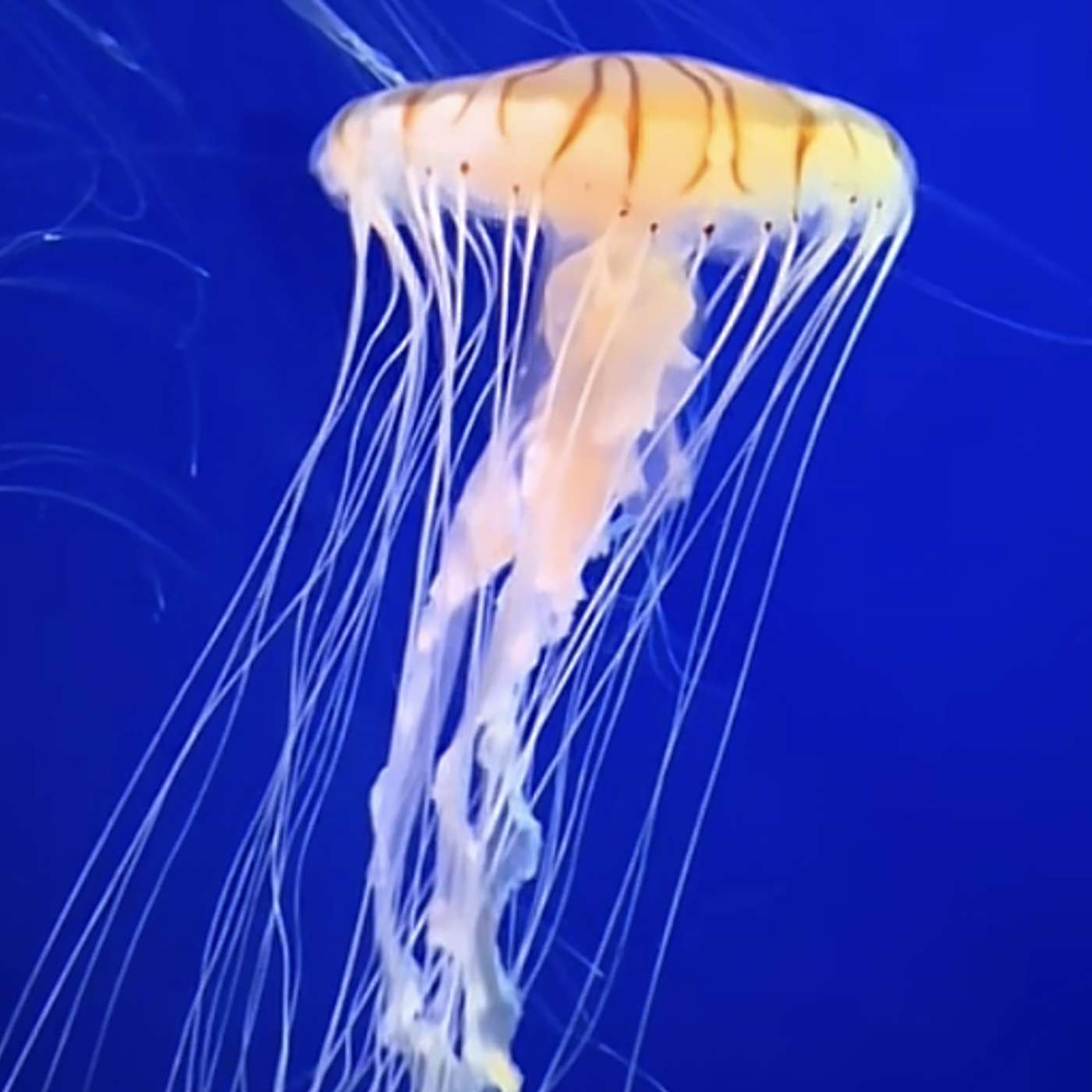 Saturday, August 22, 2026 — Box Jellyfish, *Incredibly* Difficult to Sneak Up On  🪼😎 episode artwork